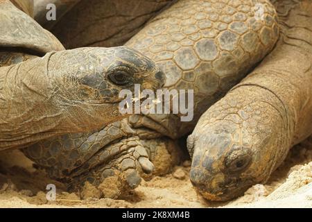 Un primo piano di una specie minacciata di rettile tartaruga gigante Galapagos Foto Stock