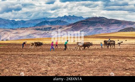 Maras, Urubamba, Perù - 01 ottobre 2022: Una famiglia nelle Ande peruviane che coltivano il loro campo con l'aiuto di aratri a bue tradizionali. Tutti nella fa Foto Stock