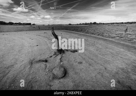 Un'immagine in scala di grigi di un albero solitario tagliato nel mezzo della strada Foto Stock