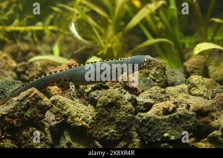 Primo piano di un novello alpino maschio (Ichthyosaura alpestris) Foto Stock