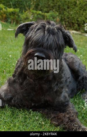 Un ritratto verticale di un Bouvier des Flandres nero adagiato sull'erba verde Foto Stock