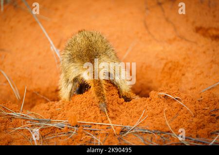 Funny Meerkat Baby (Suricata suricatta) da dietro, scavando per cibo in terra rossa. Kgalagadi Transfrontier Park, Kalahari, Sudafrica Foto Stock