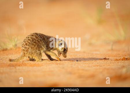 Cute Meerkat Baby (Suricata suricatta) scavare per cibo in terra rossa. Kgalagadi Transfrontier Park, Kalahari, Sudafrica Foto Stock