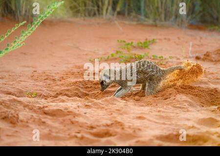 Cute Meerkat Baby (Suricata suricatta) scavare per cibo, soi rosso in aria. Kgalagadi Transfrontier Park, Kalahari, Sudafrica Foto Stock