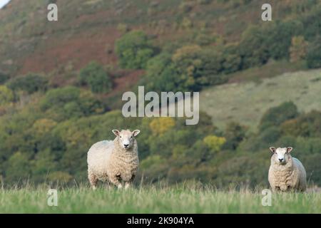 Due pecore che pascolano su Exmoor Foto Stock