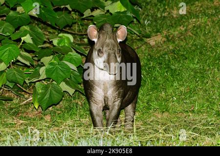Tapir sudamericano (Tapirus terrestris) durante la notte Tapirai, Brasile Foto Stock