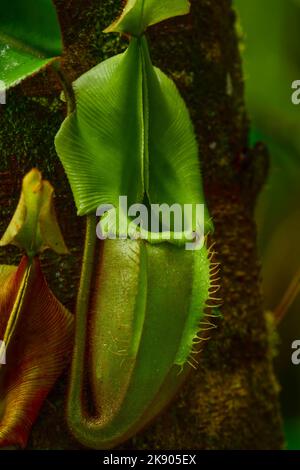 Vista ravvicinata dello stabilimento di Pitcher (Nepenthes sp.). Parco Nazionale di Kinabalu, Sabah, Borneo, Malesia. Foto Stock