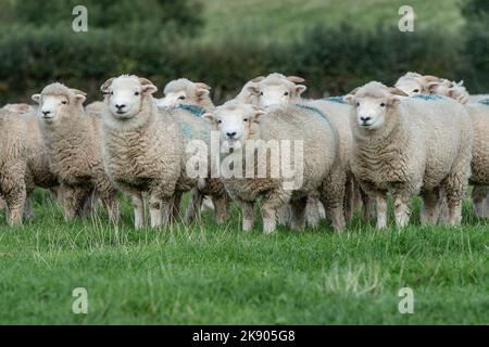 Mandria di pecore Exmoor Horn Foto Stock