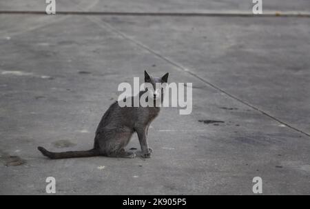 Particolare di gatto purebred abbandonato sulla strada, abuso di animali Foto Stock