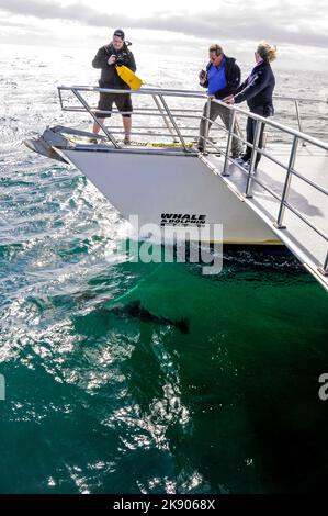 Un gruppo di turisti sul ponte di una nave 'Whale & Dolphin', che guarda i delfini comuni sotto la barca nel Golfo di Hauraki vicino Auckland sul Nord e' Foto Stock