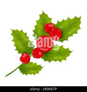 Agrifoglio di agrifoglio con foglie verdi e bacche rosse. Agrifoglio di Natale. Illustrazione vettoriale. Illustrazione Vettoriale