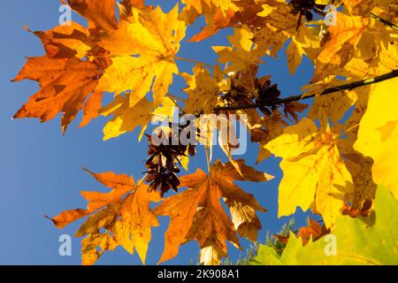 Acero di Bigleaf, Autunno, Acer macrophyllum, foglie, giallo contro cielo blu colore caduta Foto Stock