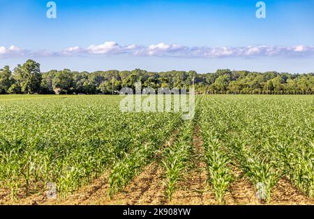 Sezione di campo con piante di mais giovani che crescono in file Foto Stock