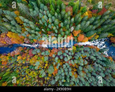 Dunkeld, Scozia, Regno Unito. 25th ottobre 2022. Viste spettacolari dei colori autunnali nel bosco accanto al fiume Braan alle Black Linn Falls all'Hermitage fuori Dunkeld nel Perthshire. Iain Masterton/Alamy Live News Foto Stock