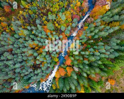 Dunkeld, Scozia, Regno Unito. 25th ottobre 2022. Viste spettacolari dei colori autunnali nel bosco accanto al fiume Braan alle Black Linn Falls all'Hermitage fuori Dunkeld nel Perthshire. Iain Masterton/Alamy Live News Foto Stock