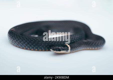 Una macro di un serpente a collo d'anello Foto Stock