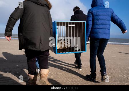 Paesi Bassi, Texel, 2022-02-25. Ecomare è un centro oceanografico olandese situato sull'isola di Texel e dedicato al Mare di Wadden e al Nor Foto Stock