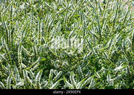 Marocchino menta verde, Mentha spicata 'Marocchino', fioritura, erbe aromatiche, pianta Foto Stock