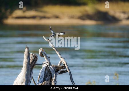 Pied Kingfisher (Ceryle rudis) vola via da un tronco di albero morto sopra il fiume Zambezi. Parco Nazionale di Zambesi, Zimbabwe, Africa Foto Stock