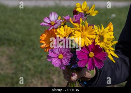 Mano femminile che tiene un mazzo di fiori autunnali appena raccolti Foto Stock