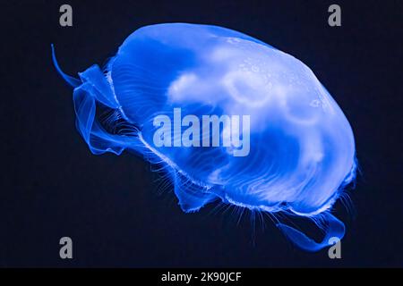 Gelatina di luna traslucida (Aurelia aurita) illuminata drammaticamente al Georgia Aquarium nel centro di Atlanta, Georgia. (USA) Foto Stock