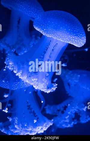 White-spotted medusa (Phyllorhiza punctata) presso il Georgia Aquarium nel centro di Atlanta, Georgia. (USA) Foto Stock