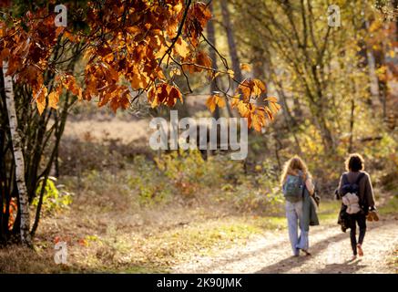 2022-10-25 14:53:44:19 BASSA VUURSCHE - Autunno nei boschi vicino Lage Vuursche. Autunno attira gli escursionisti fuori durante le vacanze autunnali. ANP ROBIN VAN LONKHUIJSEN olanda fuori - belgio fuori Foto Stock