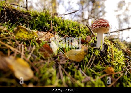 2022-10-25 14:42:07:19 BASSO VUURSCHE - Un fungo nei boschi vicino Lage Vuursche. Autunno attira gli escursionisti fuori durante le vacanze autunnali. ANP ROBIN VAN LONKHUIJSEN olanda fuori - belgio fuori Foto Stock