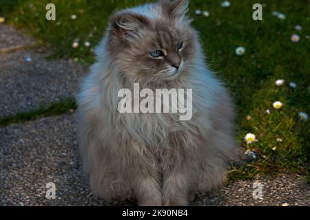 Un bel gatto siberiano dall'occhio blu seduto su un sentiero attraverso l'erba con margherite. Foto Stock