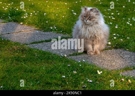 Un bel gatto siberiano dall'occhio blu seduto su un sentiero attraverso l'erba con margherite. Foto Stock