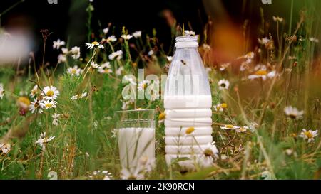 Nell'erba, tra le margherite, si trovano una bottiglia di latte e un bicchiere di latte. Primo piano. Foto di alta qualità Foto Stock