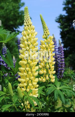 Punte di fiori di Lupin Giardino (Lupinus polyphyllus 'lampadario') Foto Stock