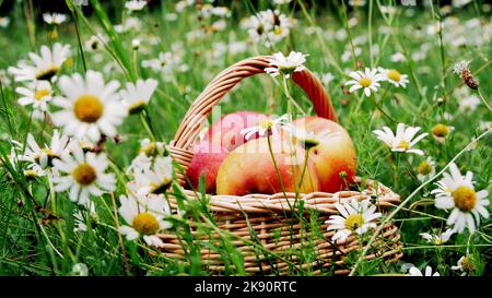 primo piano. Belle mele rosse in un cesto, nel mezzo di un campo fiorito margherite, prato. Foto di alta qualità Foto Stock