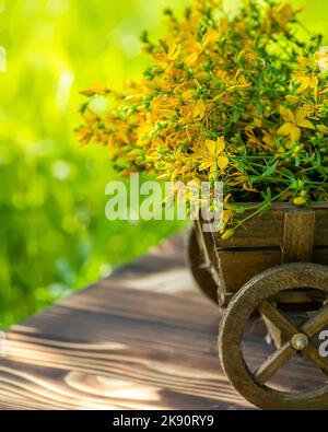 St L'erba di Giovanni. Piante Hypericum fiore giallo utilizzato in medicina alternativa su un carrello decorativo in legno sullo sfondo di erba su un Foto Stock