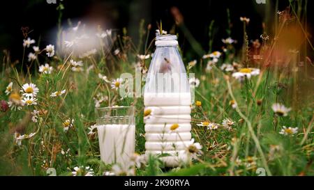Nell'erba, tra le margherite, si trovano una bottiglia di latte e un bicchiere di latte. Primo piano. Foto di alta qualità Foto Stock