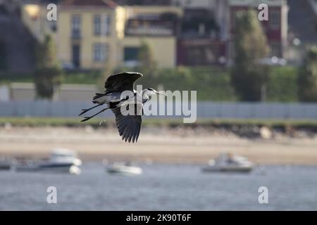 Heron in volo sopra il fiume Douro, il nord del Portogallo Foto Stock