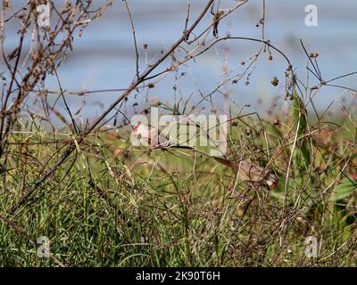 Waxbill comune alla ricerca di cibo al confine con il fiume Lima, a nord del Portogallo. Foto Stock
