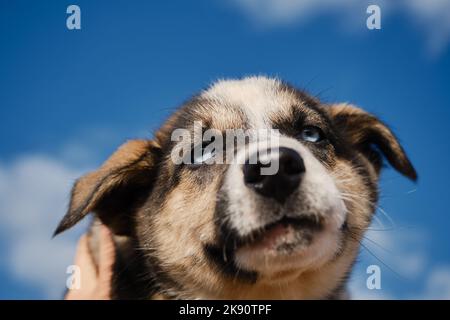 Concetto di adozione di animali domestici abbandonati. Tieni il cucciolo bianco e nero con gli occhi blu dell'Alaska Husky con le mani contro il cielo blu chiaro con le nuvole. Ti bello Foto Stock