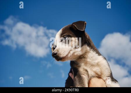 Concetto di adozione di animali domestici abbandonati. Tieni il cucciolo bianco e nero con gli occhi blu dell'Alaska Husky con le mani contro il cielo blu chiaro con le nuvole. Ti bello Foto Stock