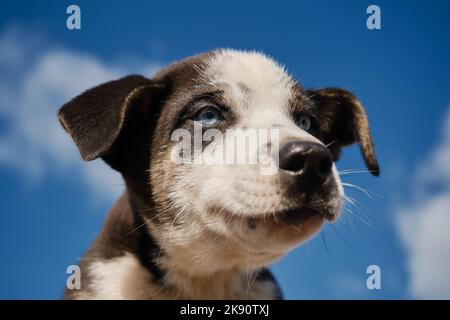 Concetto di adozione di animali domestici abbandonati. Tieni il cucciolo bianco e nero con gli occhi blu dell'Alaska Husky con le mani contro il cielo blu chiaro con le nuvole. Ti bello Foto Stock