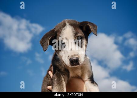 Concetto di adozione di animali domestici abbandonati. Tieni il cucciolo bianco e nero con gli occhi blu dell'Alaska Husky con le mani contro il cielo blu chiaro con le nuvole. Ti bello Foto Stock