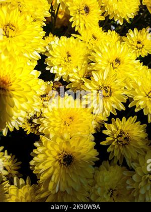 Un colpo verticale di un honeybee che vola vicino ai fiori gialli luminosi del crisanthemum Foto Stock