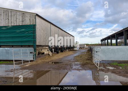 Mucche da latte che mangiano insilato da un capannone di bestiame in inverno alla Lower Marsh Farm vicino a Dunster, Somerset, Inghilterra. Foto Stock