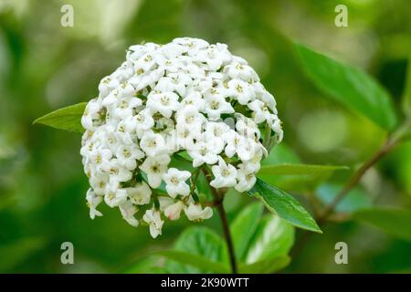 Viburnum x burkwoodii Fiore teste Foto Stock