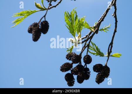 Alder grigio, coni, Alnus incana, lascia su un ramo Foto Stock