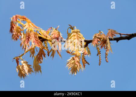 Rovere Rosso Settentrionale, foglie, ramatura, Quercus rubra 'fuoco Magico', Primavera, Rovere Grigio, Quercus borealis Foto Stock