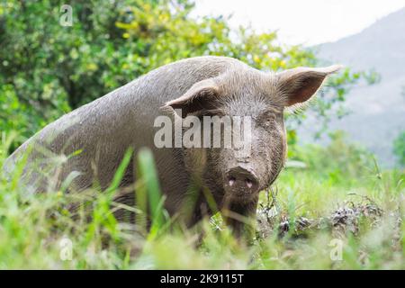 bella vista ravvicinata di una scrofa incinta, scavata nel fango, circondata da erba e vegetazione verde. maiale molto sporco che guarda verso la macchina fotografica. Foto Stock