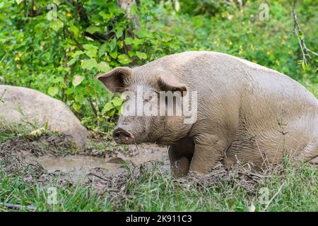 Primo piano di una scrofa, o Sus scrofa domestica, in piedi nel fango con tutto il suo corpo pieno di fango. Maiale peloso fuori della sua penna che cammina nell'erba. Foto Stock