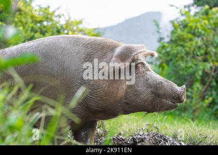 vista del giusto profilo di una scrofa, adagiata tranquillamente sull'erba con la museruola coperta di fango, dopo aver spazzolato l'intera palude con il naso Foto Stock