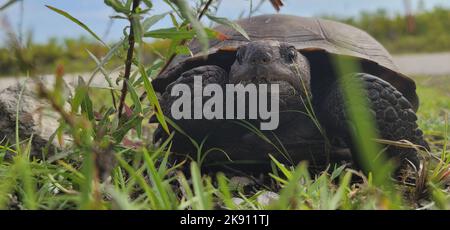 Un primo piano della tartaruga gigante Galapagos, Chelonoidis niger sull'erba. Foto Stock